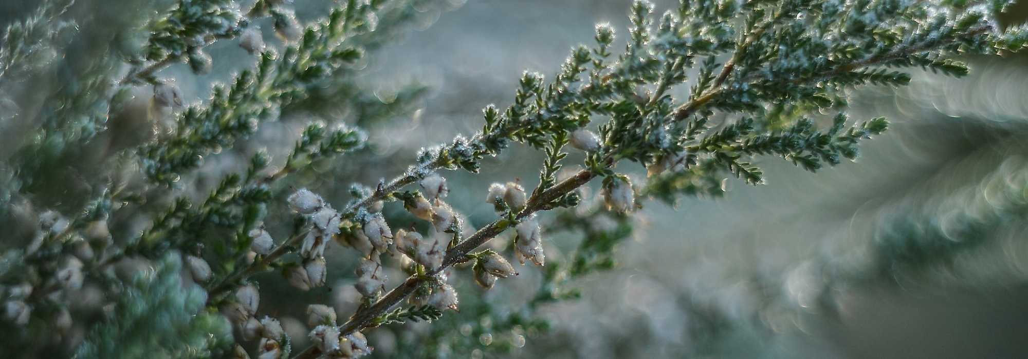 ¿Cómo saber si el suelo es ácido, neutro o calizo?