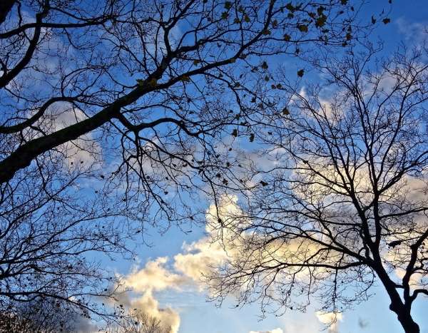 ¿A la Santa Catalina, todo árbol echa raíces?