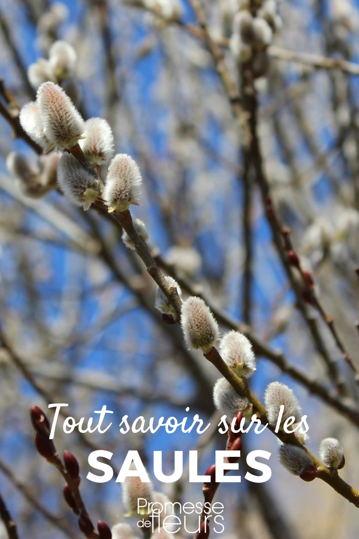 Sauces: plantación, poda y cuidados
Los sauces son árboles y arbustos fascinantes que aportan un toque de elegancia y frescura a cualquier jardín. Con su follaje ligero y sus ramas flexibles, son ideales para crear rincones sombreados o para decorar estanques y zonas húmedas. En este artículo, te guiamos paso a paso para que aprendas a plantar, podar y cuidar tus sauces de manera óptima.
### Plantación del sauce
1. **Época ideal**: La mejor época para plantar un sauce es en otoño o principios de primavera, cuando el suelo está húmedo y las temperaturas son suaves.
2. **Ubicación**: Elige un lugar con suelo húmedo y bien drenado. Los sauces prefieren zonas soleadas o parcialmente sombreadas.
3. **Preparación del suelo**: Asegúrate de que el suelo sea rico en materia orgánica. Si es necesario, añade compost o estiércol bien descompuesto.
4. **Plantación**: Cava un hoyo dos veces más grande que el cepellón. Coloca el árbol, rellena con tierra y riega abundantemente.
### Poda del sauce
1. **Cuándo podar**: La poda se realiza preferiblemente en invierno, cuando el árbol está en reposo vegetativo.
2. **Cómo podar**: Elimina las ramas muertas, enfermas o dañadas. También puedes recortar las ramas largas para mantener la forma deseada.
3. **Poda de rejuvenecimiento**: Si el sauce está muy envejecido, realiza una poda drástica para estimular el crecimiento de nuevas ramas.
### Cuidados del sauce
1. **Riego**: Los sauces necesitan mucha agua, especialmente durante los primeros años. Riega regularmente, sobre todo en épocas de sequía.
2. **Abono**: Aplica un abono orgánico en primavera para favorecer el crecimiento y la salud del árbol.
3. **Protección contra plagas**: Vigila la aparición de plagas como pulgones u orugas. Si es necesario, utiliza tratamientos ecológicos.
Con estos consejos, tus sauces crecerán sanos y fuertes, aportando belleza y frescura a tu jardín. ¡Disfruta de su encanto natural! ???? Sauce, salix: plantar, podar, cuidar