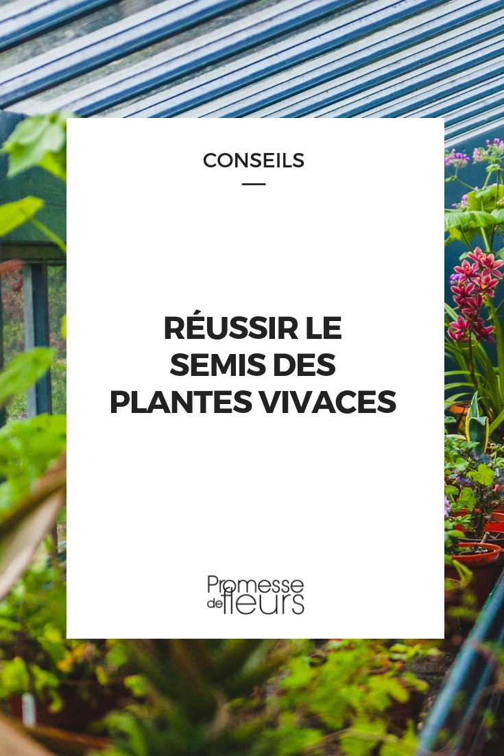 sembrar plantas perennes