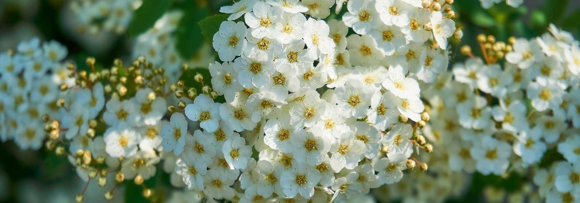 La poda de arbustos de floración primaveral