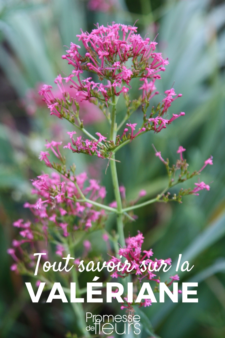 Valeriana - siembra, plantación y cuidados Valeriana, centranthus: sembrar, plantar, cultivar