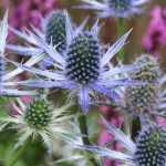 Eryngium, Panicaut: Plantación, cultivo y cuidado