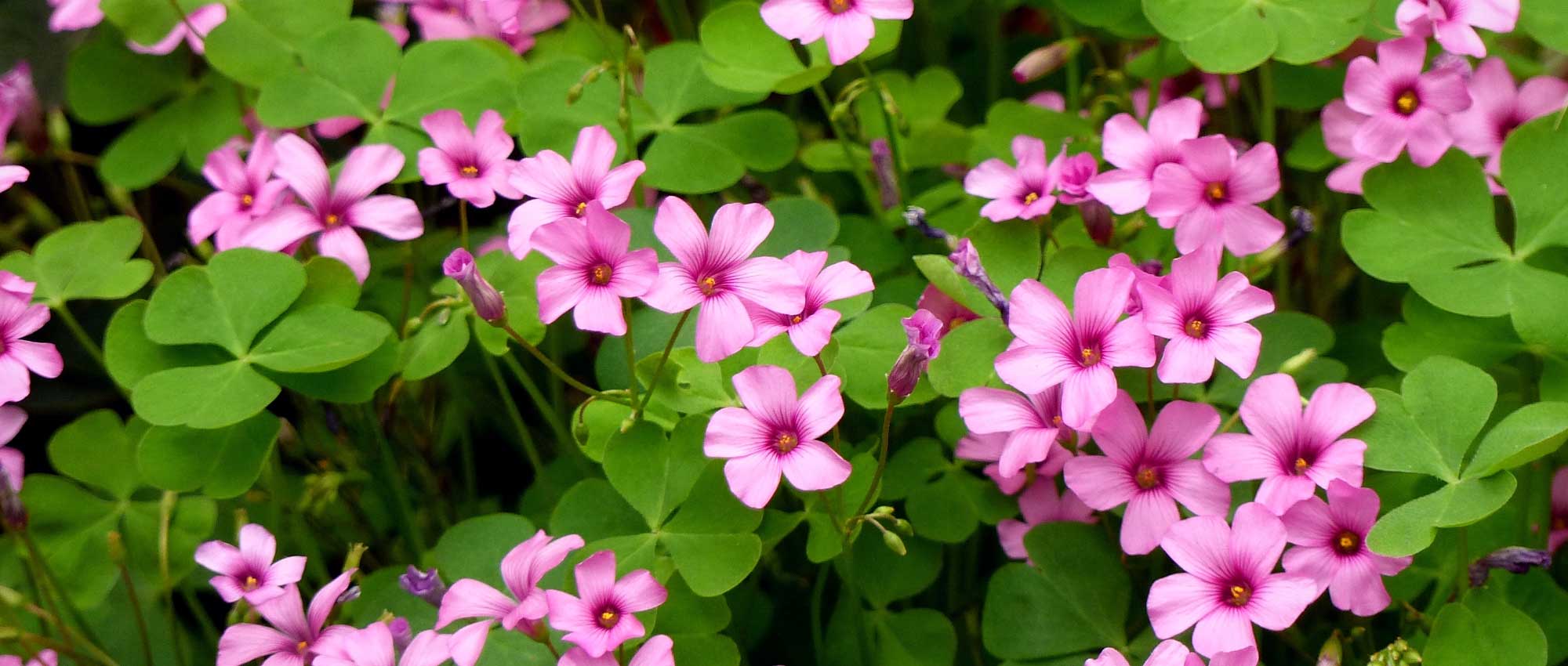 Oxalis: plantar, cultivar y cuidar