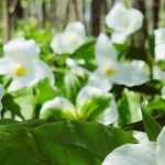 Trillium: Plantación, cultivo, mantenimiento y uso
