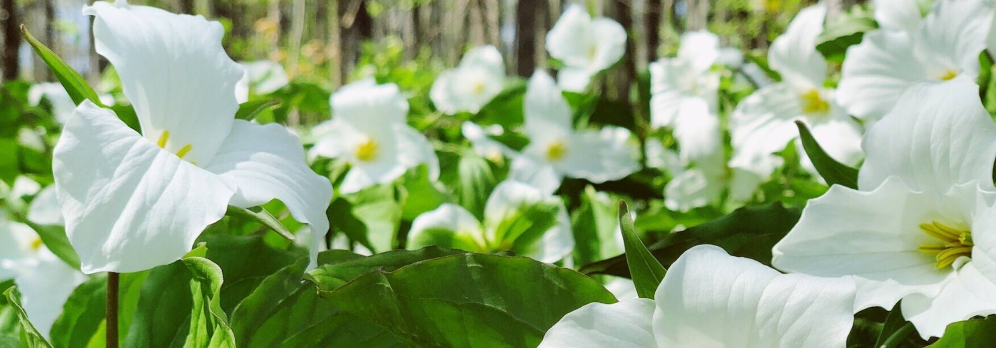 Trillium: Plantación, cultivo, mantenimiento y uso