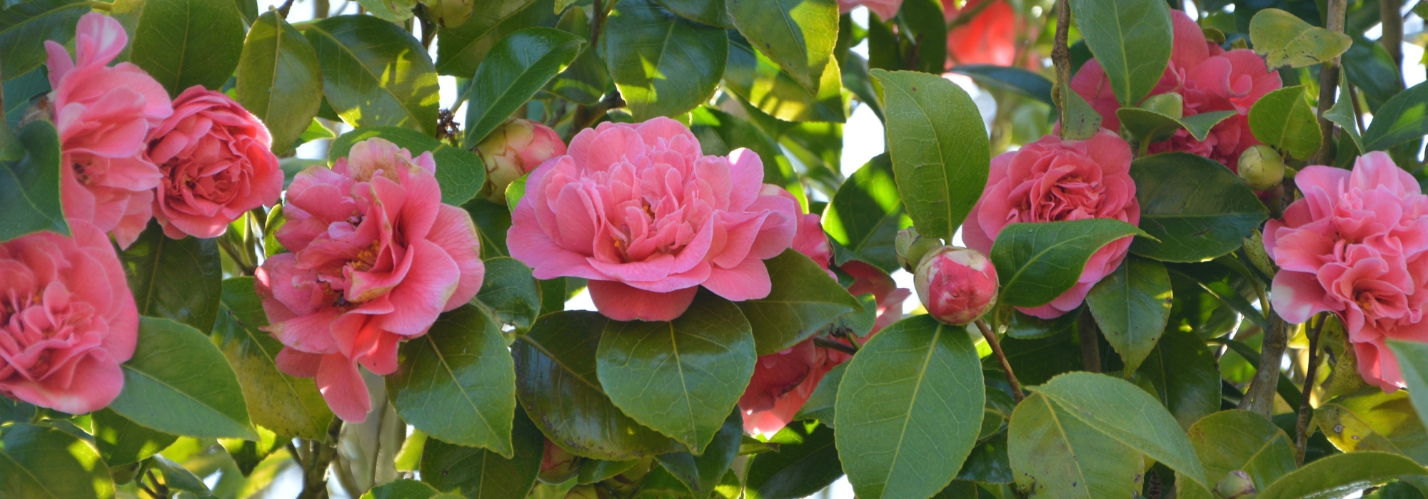 7 camelias imprescindibles