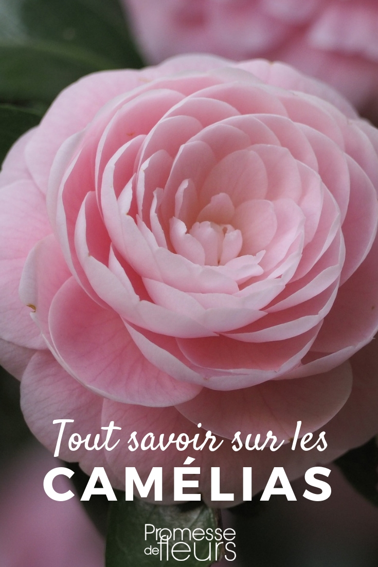 **Camelias: plantar, podar y cuidar**
Los camelias son arbustos de gran belleza, apreciados por su floración invernal y su follaje perenne. Aquí tienes algunos consejos para plantar, podar y cuidar tus camelias.
### Plantar camelias
1. **Época de plantación**: El otoño o la primavera son los mejores momentos para plantar camelias.
2. **Ubicación**: Elige un lugar con sombra parcial, protegido del viento y del sol directo.
3. **Suelo**: Prefieren suelos ácidos, bien drenados y ricos en materia orgánica.
4. **Plantación**: Cava un hoyo dos veces más grande que el cepellón, coloca la planta y rellena con una mezcla de tierra de brezo y compost.
### Podar camelias
1. **Época de poda**: Después de la floración, a finales de invierno o principios de primavera.
2. **Objetivo**: Elimina las ramas muertas o dañadas y dale forma al arbusto.
3. **Técnica**: Usa tijeras de podar limpias y afiladas para realizar cortes limpios.
### Cuidar camelias
1. **Riego**: Mantén el suelo húmedo, especialmente en verano, pero evita el encharcamiento.
2. **Abono**: Aplica un fertilizante para plantas acidófilas en primavera y verano.
3. **Protección**: En invierno, protege las camelias de las heladas fuertes con un velo de protección.
Con estos consejos, tus camelias lucirán espléndidas y te regalarán flores espectaculares cada temporada. ¡Disfruta de su belleza en tu jardín! camelia: consejos de cultivo