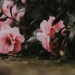 Camelia en macetas: elegir, plantar y cultivar