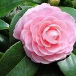 ¿Cómo elegir bien tu camelia? Guía de compra