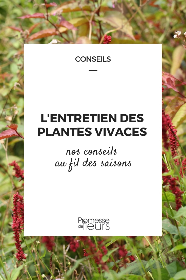 Mantener las plantas vivaces