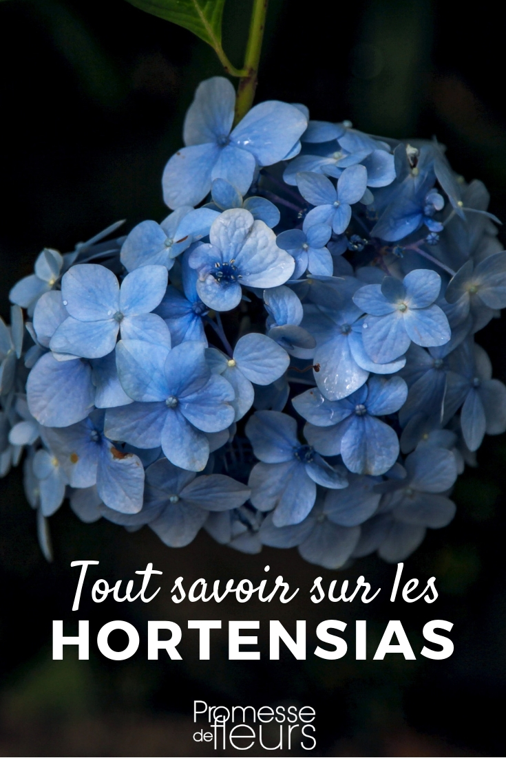 hortensia _ plantación, poda, cuidado Hortensia, hydrangea: plantar, podar, cuidar