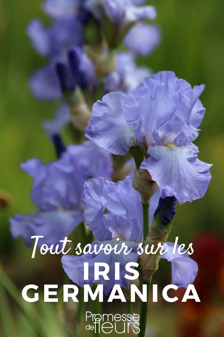 **Iris germanica: Todo lo que necesitas saber**
El **Iris germanica**, también conocido como lirio barbudo, es una de las plantas perennes más populares en los jardines por su elegancia y facilidad de cultivo. Con sus flores grandes y vistosas, este iris es un verdadero espectáculo en primavera. Aquí te contamos todo lo que necesitas saber para cultivarlo y disfrutarlo en tu jardín.
### Características del Iris germanica
- **Altura**: Entre 60 y 90 cm.
- **Floración**: Primavera (abril a junio).
- **Colores de las flores**: Variados, desde el blanco puro hasta el morado intenso, pasando por el amarillo, el rosa y el azul.
- **Follaje**: Hojas largas, en forma de espada, de color verde grisáceo.
### Cultivo y cuidados
1. **Ubicación**: Prefiere lugares soleados, con al menos 6 horas de sol al día.
2. **Suelo**: Bien drenado, ligero y ligeramente calcáreo. Evita los suelos demasiado húmedos.
3. **Riego**: Moderado. Riega regularmente durante la floración, pero reduce el riego después.
4. **Abono**: Aplica un fertilizante equilibrado en primavera para estimular la floración.
5. **Mantenimiento**: Retira las flores marchitas y corta las hojas secas en otoño.
### Multiplicación
El Iris germanica se propaga fácilmente por división de rizomas. Hazlo cada 3-4 años, preferiblemente después de la floración o a principios de otoño.
### Usos en el jardín
- Ideal para borduras, macizos y rocallas.
- Combina perfectamente con otras plantas perennes como peonías, lavandas o salvias.
- También es excelente como flor cortada para ramos.
### Consejos adicionales
- Planta los rizomas superficialmente, dejando la parte superior expuesta al aire.
- Protege las plantas jóvenes de las babosas y caracoles, que pueden dañar las hojas tiernas.
Con estos consejos, podrás disfrutar de la belleza del **Iris germanica** en tu jardín durante muchos años. ¡Una planta resistente y llena de encanto que no puede faltar en tu colección! ???? Iris de jardín: todo lo que necesitas saber