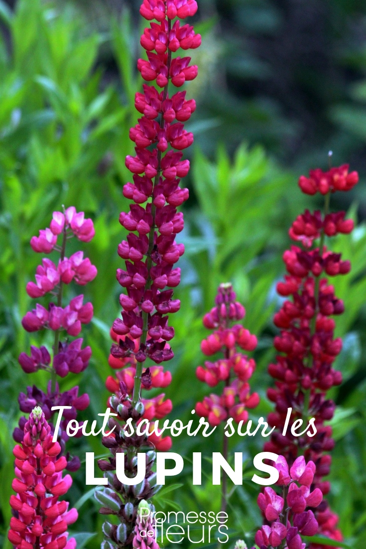 Lupino: todo lo que necesitas saber
El lupino es una planta fascinante que ofrece una gran variedad de colores y formas, ideal para añadir un toque de belleza a tu jardín. En este artículo, te contamos todo lo que necesitas saber sobre esta planta, desde sus características principales hasta los cuidados que requiere.
**Características del lupino**
- **Nombre científico**: Lupinus
- **Familia**: Fabaceae
- **Origen**: Regiones mediterráneas y América
- **Altura**: Puede alcanzar hasta 1,5 metros
- **Floración**: Primavera y verano
- **Colores**: Azul, rosa, blanco, amarillo, morado
**Cuidados del lupino**
1. **Suelo**: Prefiere suelos bien drenados y ligeramente ácidos.
2. **Riego**: Moderado, evitando encharcamientos.
3. **Luz**: Necesita pleno sol o sombra parcial.
4. **Poda**: Elimina las flores marchitas para fomentar una nueva floración.
5. **Multiplicación**: Por semillas o división de matas en otoño.
**Usos en el jardín**
- **Bordes y macizos**: Ideal para crear bordes coloridos.
- **Jardines silvestres**: Perfecto para un aspecto natural y relajado.
- **Atracción de polinizadores**: Las abejas y mariposas adoran sus flores.
**Consejos adicionales**
- **Protección contra plagas**: Vigila la presencia de pulgones y trata con insecticidas naturales si es necesario.
- **Fertilización**: Aplica un fertilizante equilibrado durante la temporada de crecimiento.
Con estos consejos, podrás disfrutar de la belleza y el encanto del lupino en tu jardín. ¡No dudes en plantarlo y verás cómo transforma tu espacio exterior! lupinus