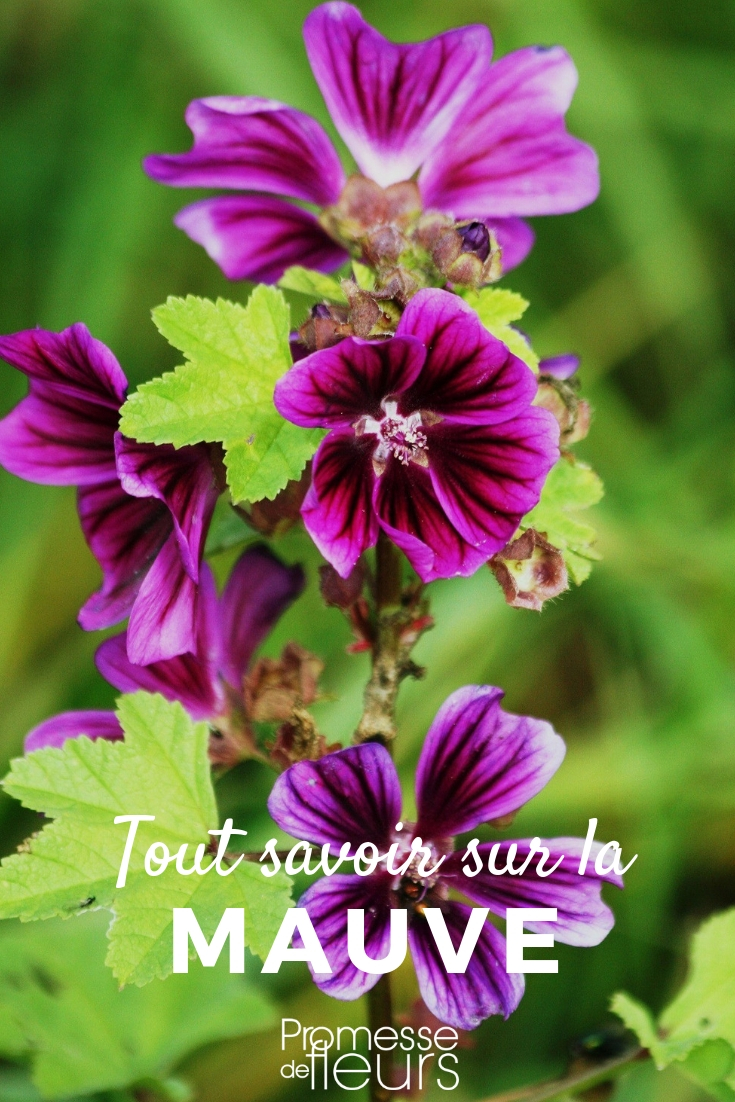 **Malva: Todo lo que necesitas saber**

La malva es una planta fascinante que ha sido apreciada durante siglos por sus propiedades medicinales y su belleza ornamental. En este artículo, te contamos todo lo que necesitas saber sobre esta planta versátil.

### Características de la malva
- **Nombre científico**: Malva sylvestris
- **Familia**: Malvaceae
- **Altura**: Puede alcanzar hasta 1,5 metros
- **Floración**: De primavera a otoño
- **Colores de las flores**: Rosa, púrpura, blanco

### Usos de la malva
1. **Medicinal**: La malva es conocida por sus propiedades antiinflamatorias y calmantes. Se utiliza en infusiones para aliviar problemas digestivos y respiratorios.
2. **Culinario**: Las hojas y flores de malva son comestibles y se pueden añadir a ensaladas o sopas.
3. **Ornamental**: Es una excelente opción para jardines debido a sus flores vistosas y su fácil cuidado.

### Cuidados de la malva
- **Luz**: Prefiere lugares soleados, pero también puede crecer en semisombra.
- **Riego**: Moderado, evitando encharcamientos.
- **Suelo**: Bien drenado y fértil.
- **Poda**: Se recomienda podar después de la floración para estimular un nuevo crecimiento.

### Curiosidades
- La malva ha sido utilizada desde la antigüedad por civilizaciones como los griegos y los romanos.
- Es una planta melífera, atrayendo a abejas y otros polinizadores.

Si estás buscando una planta que combine belleza y utilidad, la malva es una excelente elección. ¡No dudes en añadirla a tu jardín!