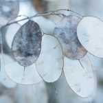 Monnaie du Pape, Lunaire: siembra, plantación, cultivo