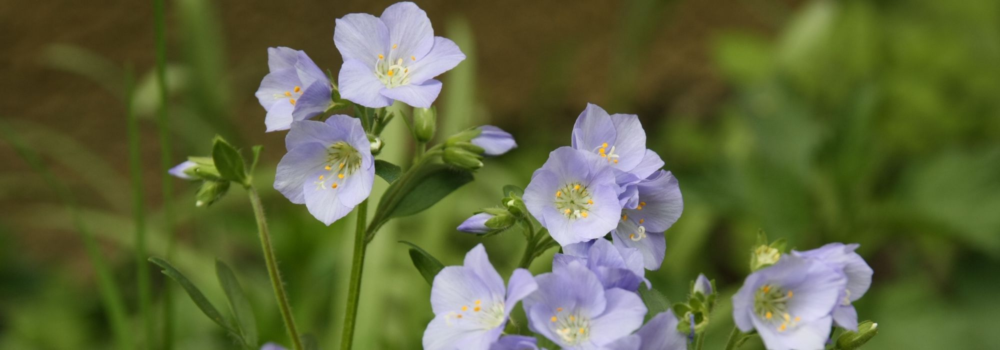 Polemonium: plantar, cultivar, cuidar