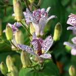 Tricyrtis, Lirio de sapo: plantación, cultivo, mantenimiento
