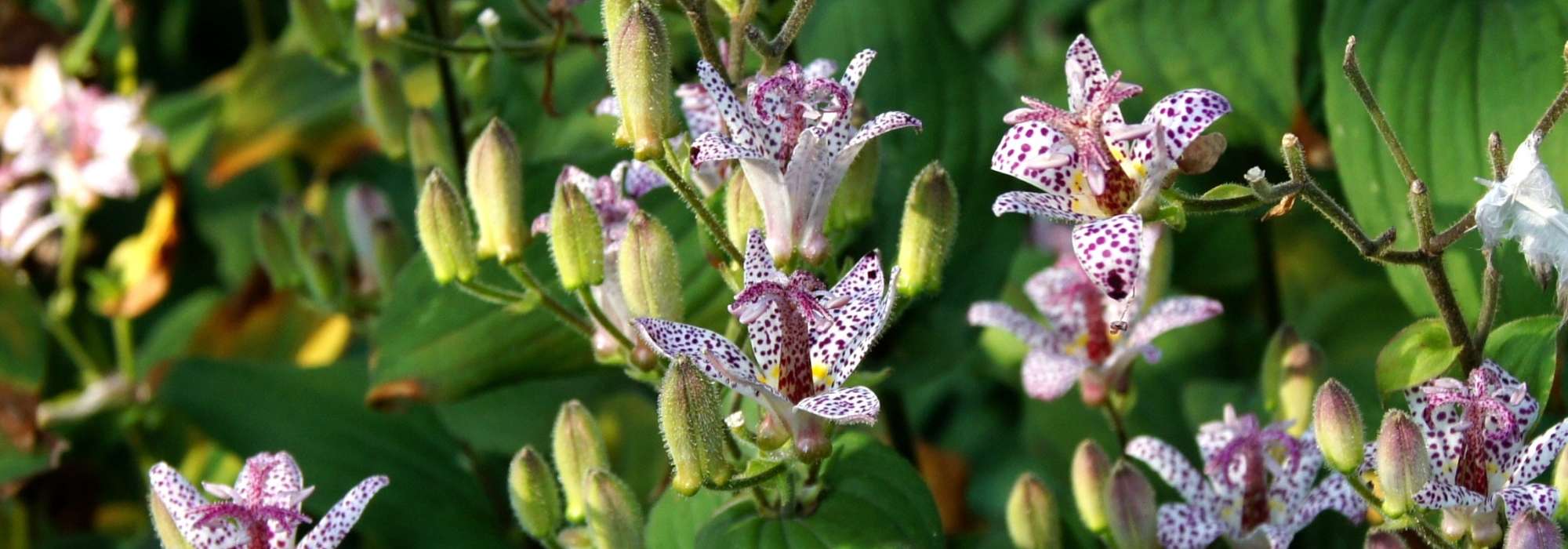 Tricyrtis, Lirio de sapo: plantación, cultivo, mantenimiento
