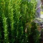 15 plantas medicinales y sus propiedades para cultivar en casa