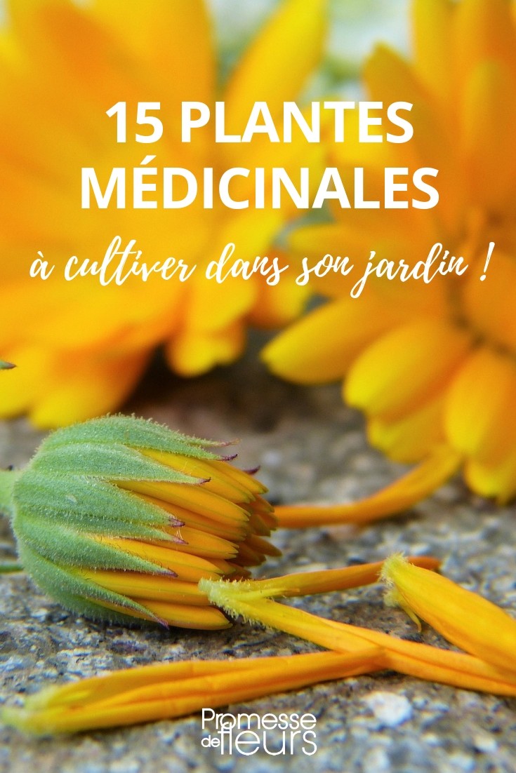 15 plantas medicinales para cultivar en tu jardín planta medicinal