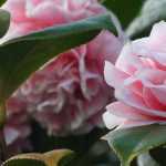 4 camelias campestres para un jardín natural