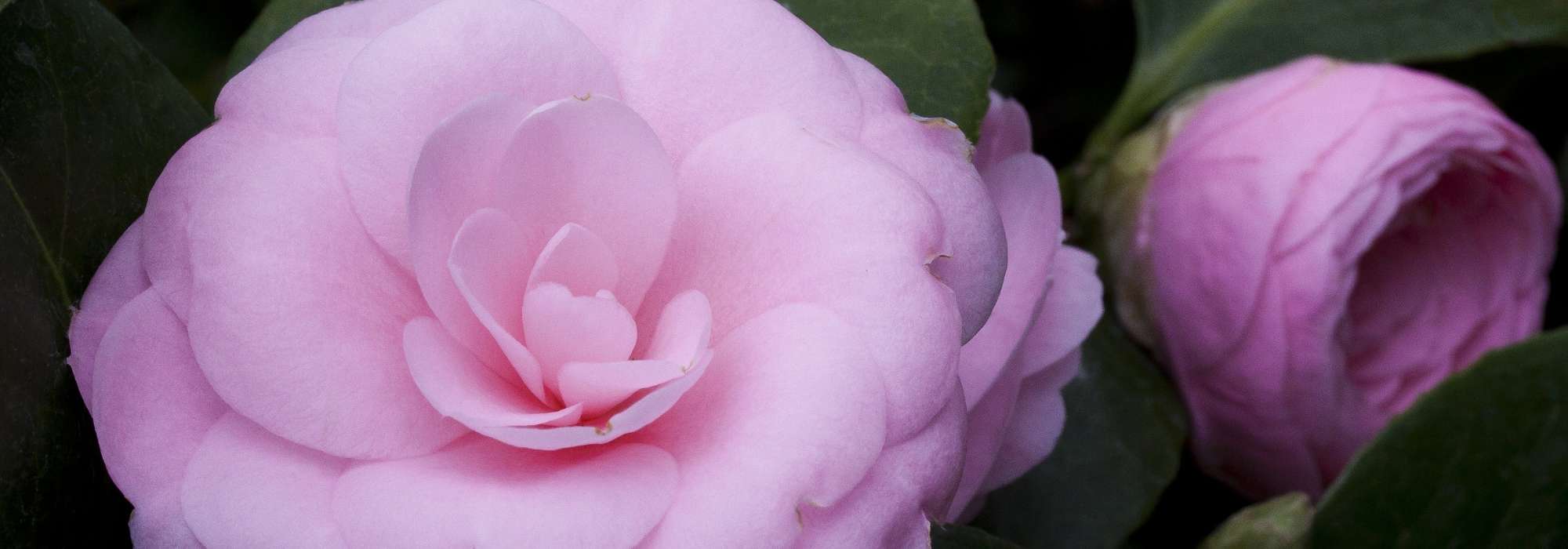 Seis camelias japonesas que debes tener en tu jardín