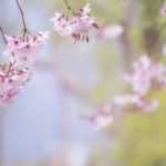 7 árboles para un jardín pequeño