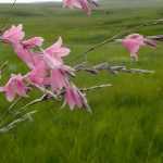 Dierama, Pluma del ángel: plantación, cultivo y mantenimiento