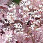 Tiarella y Heucherella: plantar y cultivar