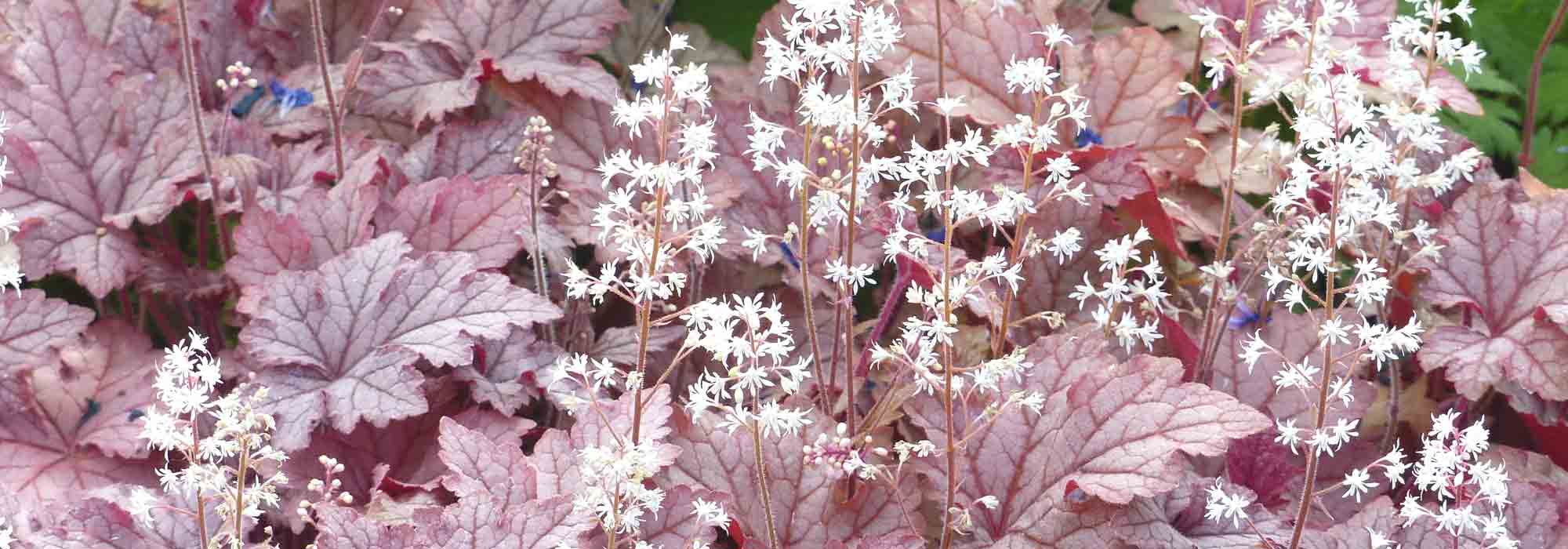 Tiarella y Heucherella: plantar y cultivar