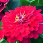 Zinnia: siembra, plantación, cuidados