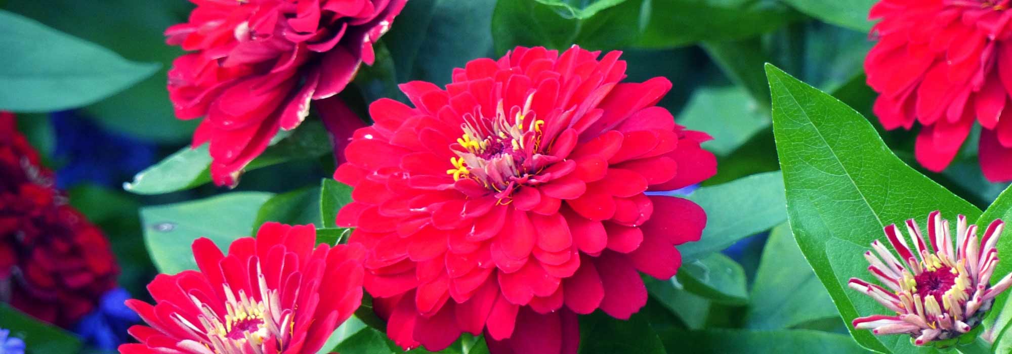 Zinnia: siembra, plantación, cuidados