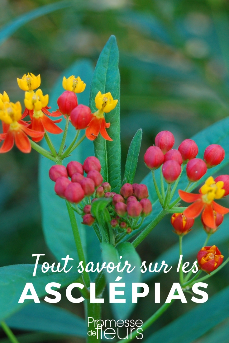 asclepias _ plantación, cuidado asclepias, asclepiade: consejos de cultivo