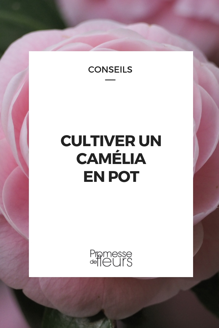 camelia en maceta camelia - cultivo en maceta, consejos
