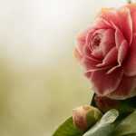 ¿Cómo combinar bien las camelias?