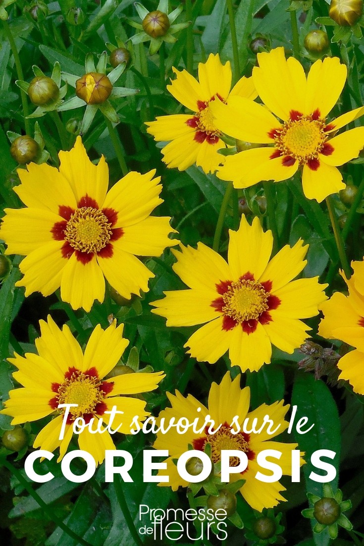 coreopsis todo lo que necesitas saber coreopsis