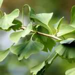 Ginkgo biloba, árbol sagrado: Plantación, mantenimiento y uso
