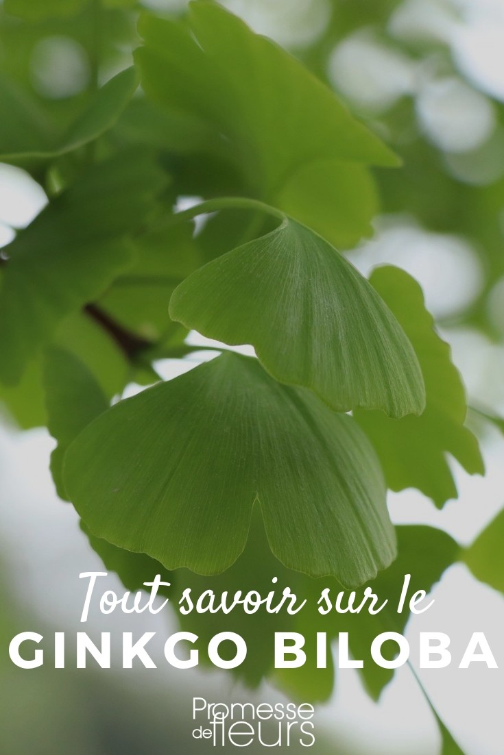 ginkgo todo lo que necesitas saber árbol de los 40 escudos, plantar y cuidar