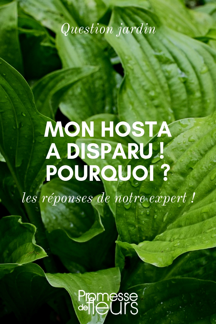 hosta desaparecido Mi hosta ha desaparecido - pregunta - respuesta