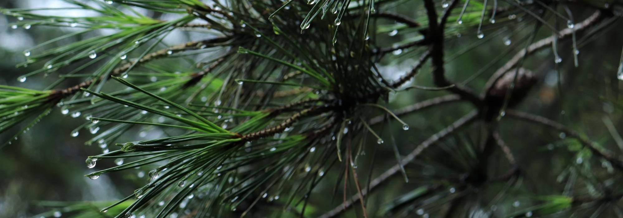 Pinos: plantar, podar y mantener