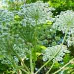 Planta invasiva o planta invasora: ¡No mezclemos todo!