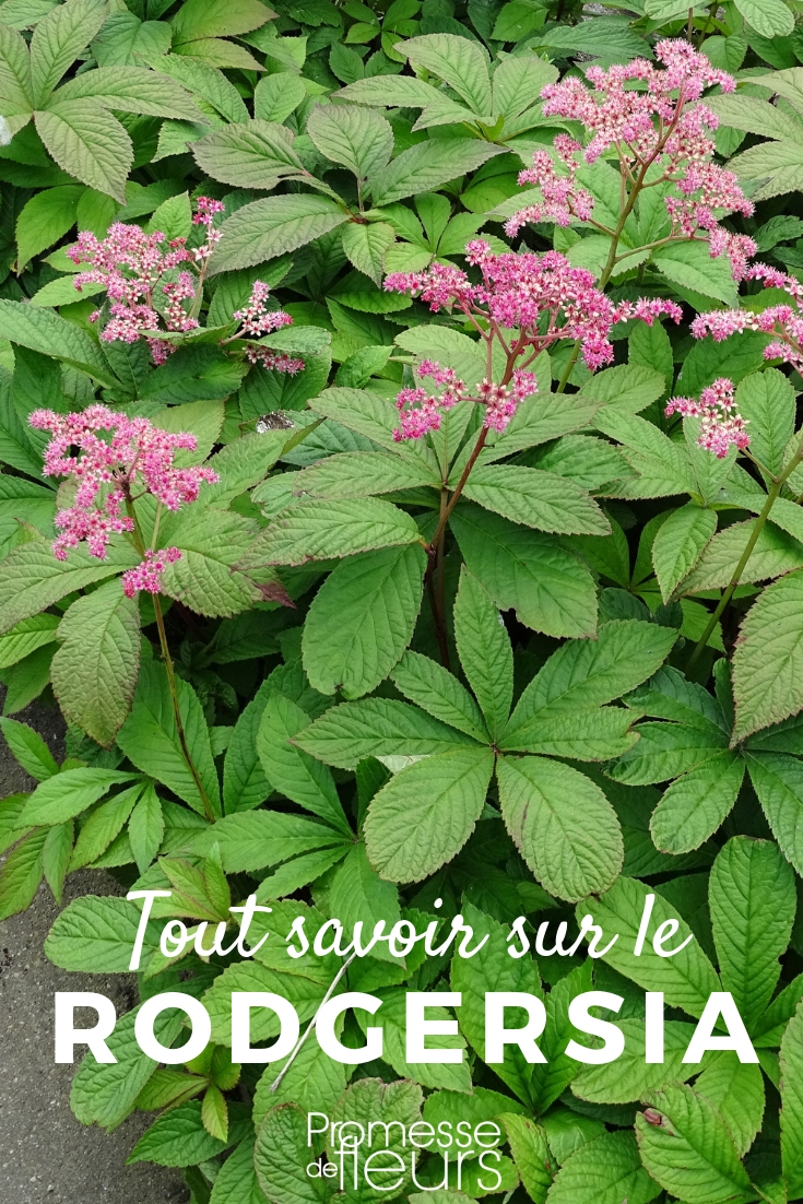 rodgersia plantar, cultivar