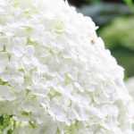 La poda de arbustos de Floración de verano