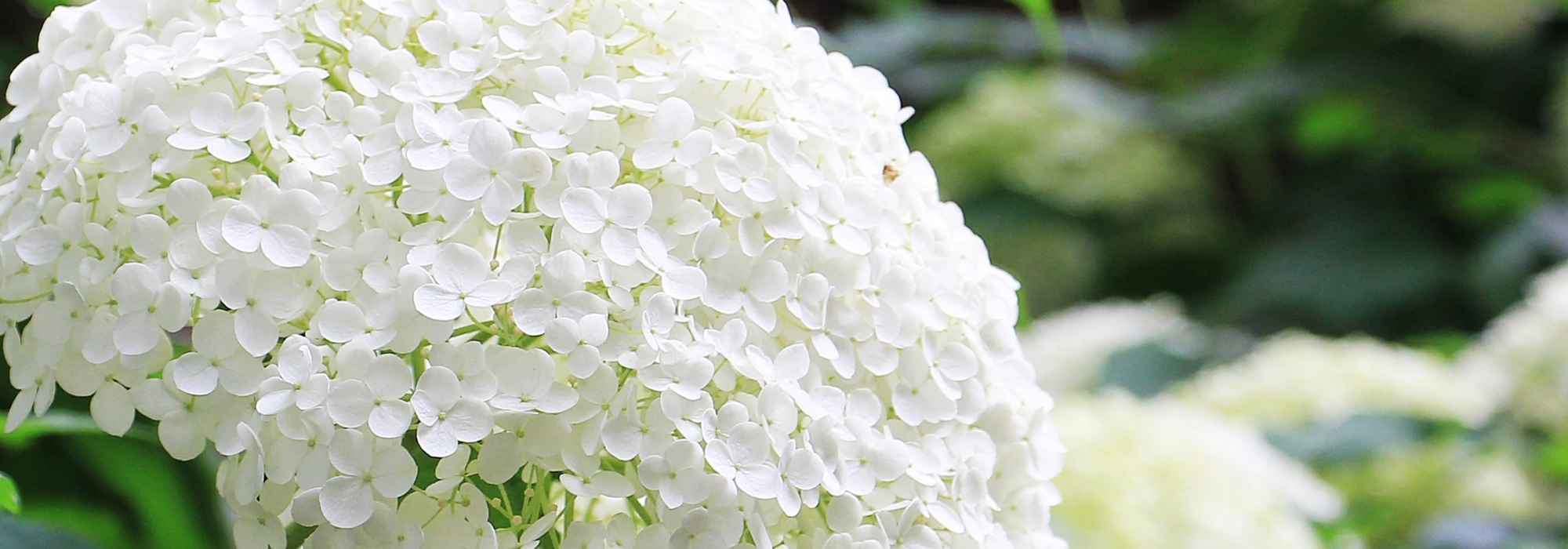 La poda de arbustos de Floración de verano