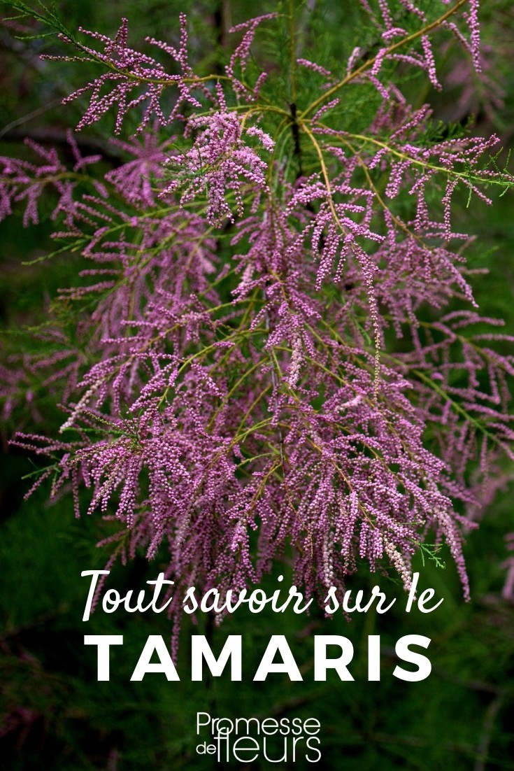 Tamaris: Todo lo que necesitas saber tamaris árbol