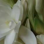 Con tubérculos: plantación, cultivo, mantenimiento