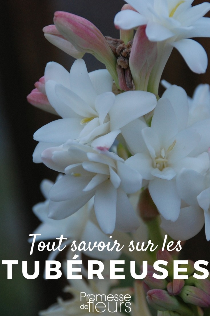 Tuberosas: todo lo que necesitas saber **Agave polianthes: Todo lo que necesitas saber**
El **Agave polianthes**, también conocido como **Agave attenuata**, es una planta suculenta muy apreciada por su elegancia y facilidad de cuidado. Originaria de México, esta especie se ha convertido en una favorita en jardines de todo el mundo gracias a su aspecto escultural y su resistencia. A continuación, te contamos todo lo que necesitas saber sobre esta fascinante planta.
### Características principales
- **Hojas**: El Agave polianthes tiene hojas largas, anchas y curvadas, de un color verde azulado o grisáceo. A diferencia de otras especies de agave, sus hojas no tienen espinas, lo que la hace ideal para jardines familiares.
- **Tamaño**: Puede alcanzar hasta 1,5 metros de altura y 2 metros de diámetro, formando una roseta impresionante.
- **Floración**: Produce una inflorescencia espectacular, una espiga floral que puede alcanzar hasta 3 metros de altura, con flores de color amarillo verdoso. Sin embargo, la planta muere después de florecer, aunque produce hijuelos que aseguran su continuidad.
### Cuidados básicos
- **Luz**: Prefiere lugares soleados, pero también puede tolerar la sombra parcial.
- **Suelo**: Necesita un suelo bien drenado, preferiblemente arenoso o rocoso. Evita los suelos encharcados, ya que el exceso de humedad puede pudrir sus raíces.
- **Riego**: Es una planta resistente a la sequía. Riega moderadamente en verano y reduce el riego en invierno.
- **Temperatura**: Soporta bien el calor, pero es sensible a las heladas. En climas fríos, es mejor cultivarla en macetas para protegerla durante el invierno.
### Usos en el jardín
El Agave polianthes es perfecto para:
- **Jardines xerófilos**: Ideal para jardines de bajo consumo de agua.
- **Macetas**: Su porte escultural la convierte en una excelente opción para terrazas y patios.
- **Bordes y rocallas**: Combina bien con otras suculentas y plantas de bajo mantenimiento.
### Curiosidades
- Aunque es conocida como "Agave de cuello de cisne" por la forma curvada de sus hojas, su nombre científico correcto es **Agave attenuata**.
- Es una planta de crecimiento lento, pero su longevidad y belleza valen la pena.
En resumen, el **Agave polianthes** es una planta versátil y de bajo mantenimiento que añadirá un toque exótico y elegante a tu jardín. ¡No dudes en incorporarla a tu colección de plantas! ????✨