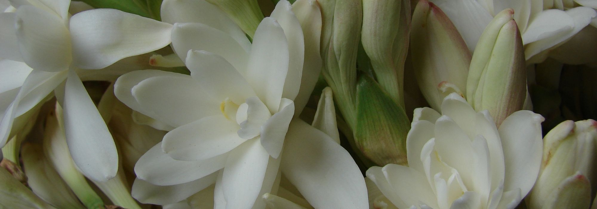 Con tubérculos: plantación, cultivo, mantenimiento