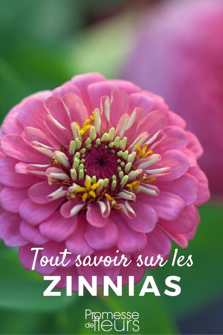 zinnia todo lo que necesitas saber zinnia